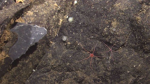 gray encrusting sponge to left, and two different types of brittle stars Picture