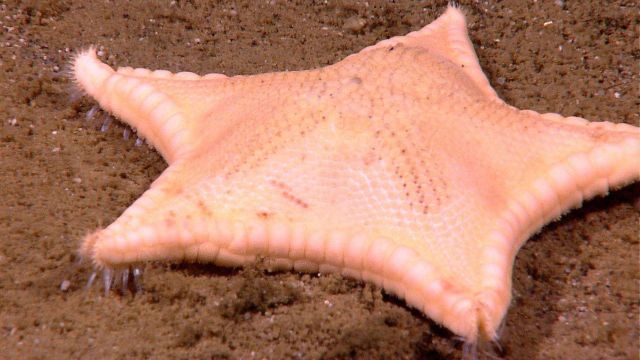 Whitish-orange starfish Picture