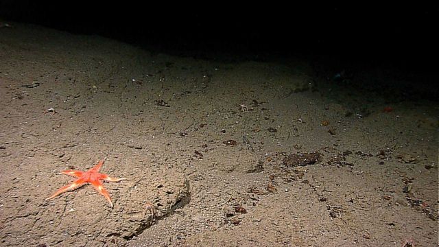 Large orange starfish Picture