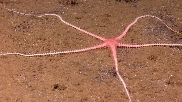 Long-legged brittle star Picture