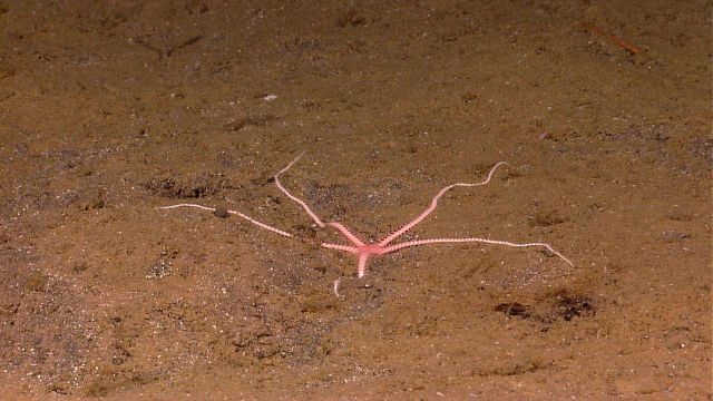 Pink brittle star on a sand and mud bottom Picture