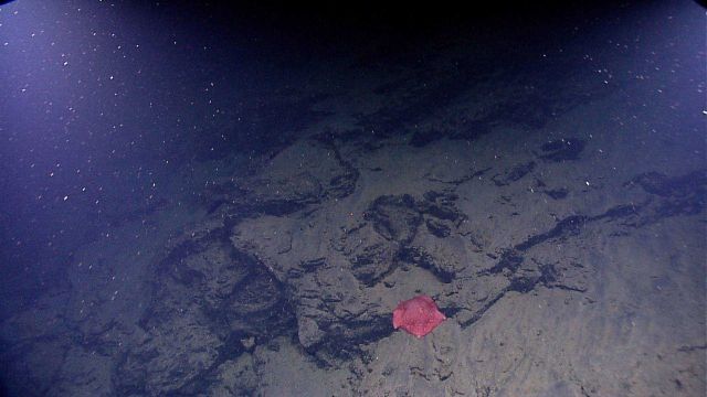 Thick fat somewhat amorphous reddish purple starfish Picture