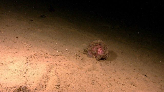 Large sea urchin plowing up the seafloor Picture