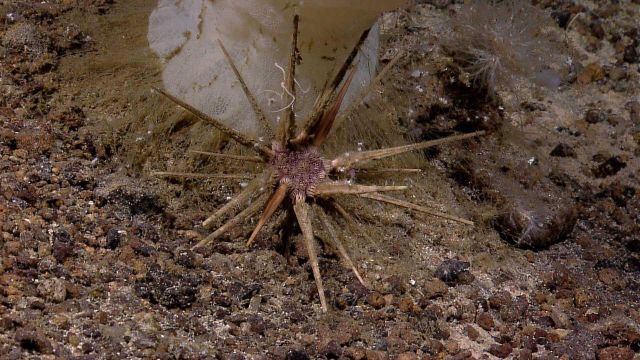 Pencil urchin at base of sponge Picture