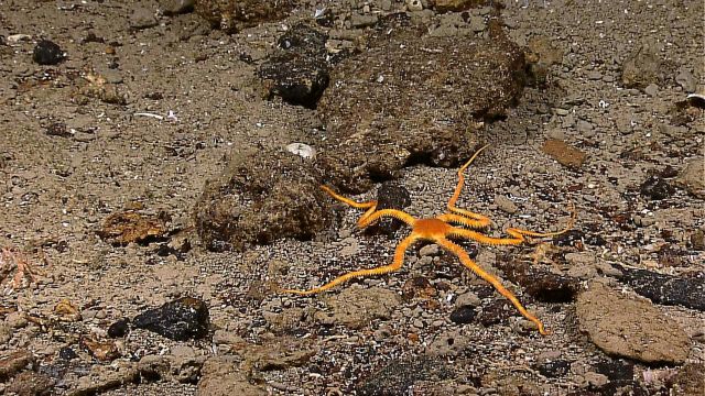 A yellow brittle star crawling over rocks and pebbles Picture