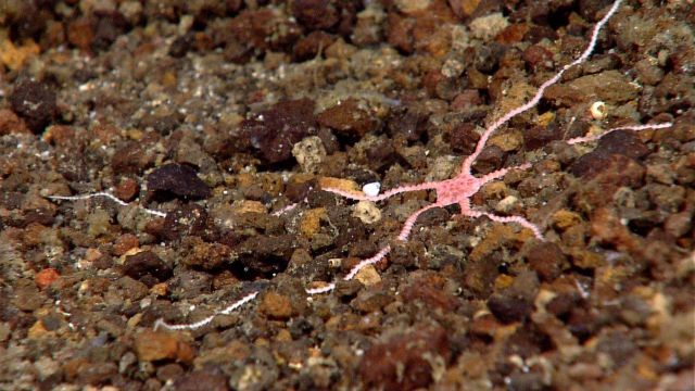 A pink brittle star on a pebble substrate Picture