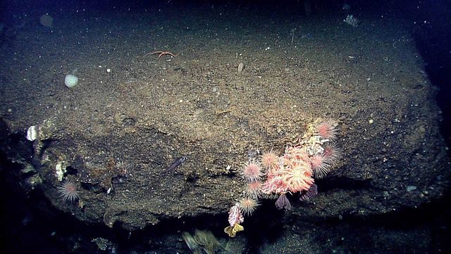 Urchins, crinoids, a brisingid starfish and a variety of other creatures on a rock ledge. Picture