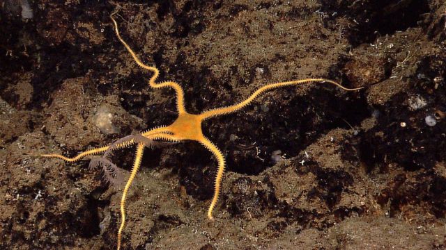 Orange brittle star on rock surface with small white 