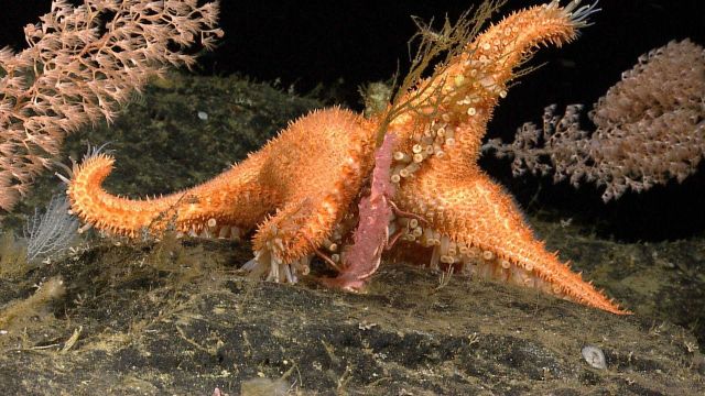Large orange starfish with small pink brittle star and pink coral Picture
