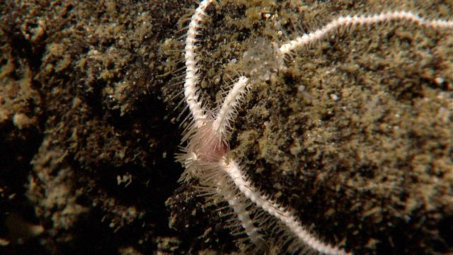 White-legged brittle star with pink central disk Picture
