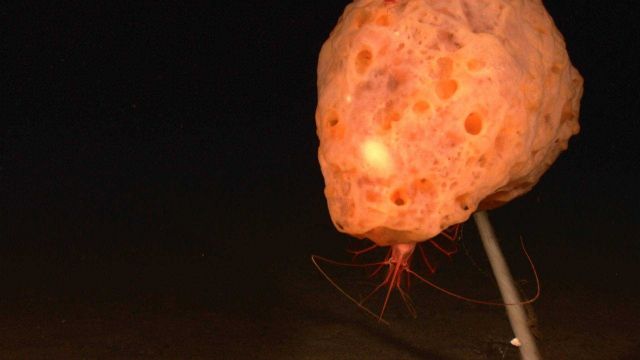Orange stalked sponge with a red shrimp Picture