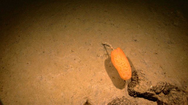 Orange stalked sponge Picture