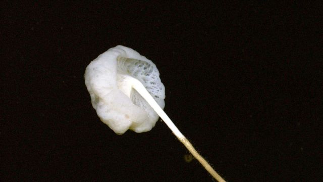 Stalked white sponge Picture