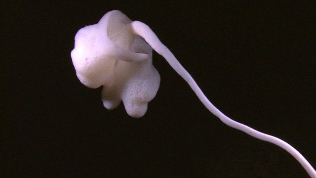 Stalked white sponge Picture