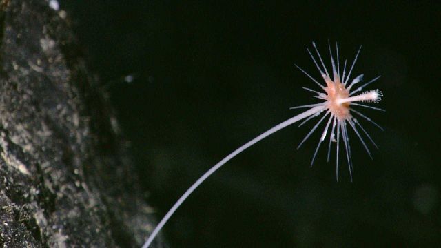 This closeup could almost pass for a flower in your garden, but appears to be a sponge - probably a 