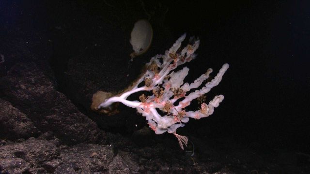 Remarkable white sponge with brown crinoids, pink brittle stars, and a pink crinoid in the lower right Picture