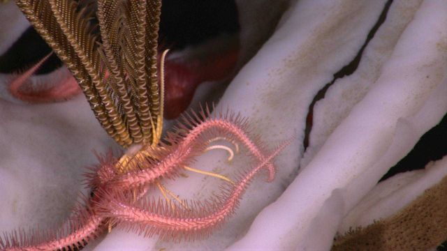 A closeup of the white sponge with the base of a brown mobile crinoid and a pink brittle star. Picture