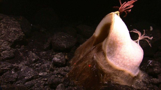 A striking photo of the hair-like base of a white glass sponge, a red crinoid and pink crinoid on the sponge. Picture