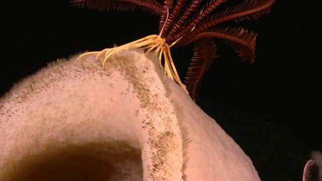 Base of a red crinoid with yellow bottom on a large white sponge. Picture