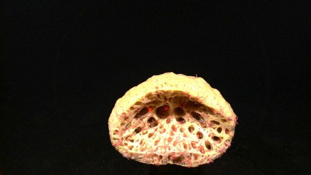 Looking into a yellow stalked sponge with what appear to be tens if not hundreds of pink brittle stars Picture