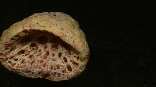 Looking into a yellow stalked sponge with what appear to be tens if not hundreds of pink brittle stars Picture