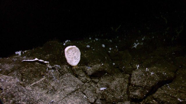 A large white sponge and numerous small white corals. Picture