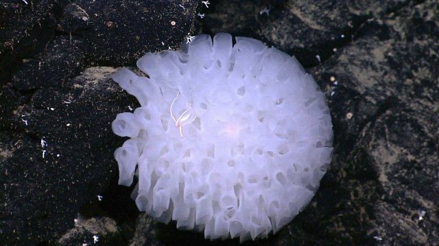 A glass sponge with a small brittle star. Picture