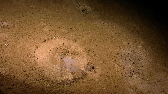 Looking down on a venus flower basket sponge that is swept in a circle by periodic tidal currents. Picture