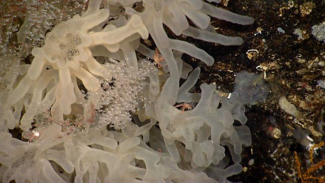Beautiful glass sponge with white chrysogorgia coral, and squat lobsters. Picture