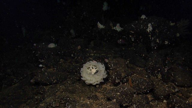 A circular glass sponge. Picture