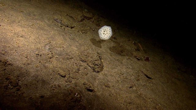 A large white sponge Picture
