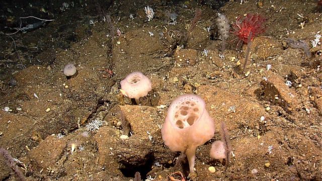 Papa sponge, mama sponge and baby sponges Picture