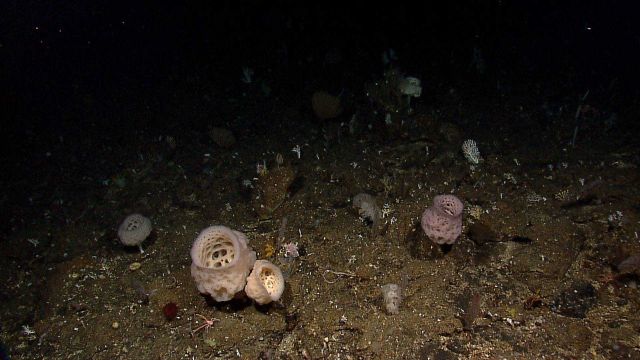 Stalked white glass sponges and a variety of corals are seen in this image. Picture