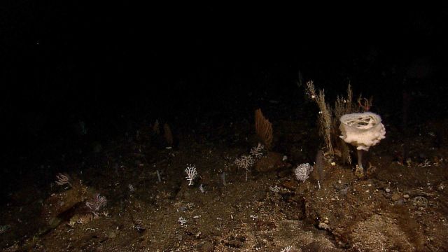 A large stalked glass sponge dominates this image Picture