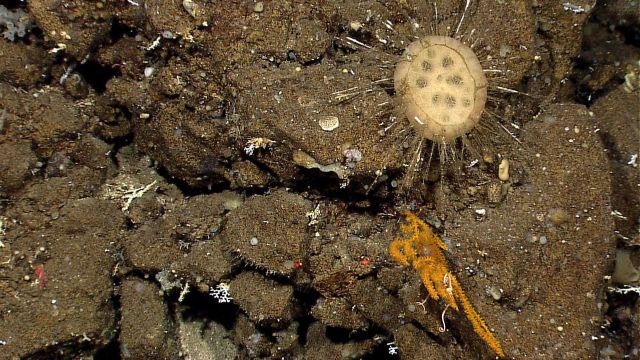 Round glass sponge with very long external 