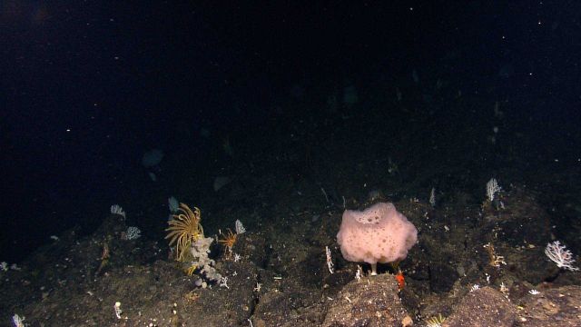 A large white stalked glass coral o n a boulder in a boulder field. Picture