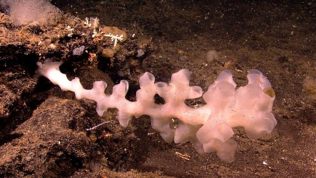 A bizarrely shaped horizontally growing glass sponge. Picture