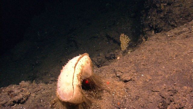 A white relatively ugly sponge attached to the seafloor with hair-like appendages. Picture