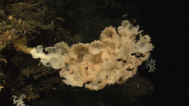 A glass sponge growing horizontally from a vertical rock face that has been colonized by zoanthids. Picture