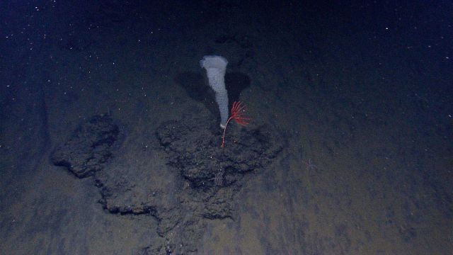 A large venus flower basket sponge and a red stalked sea lily crinoid. Picture
