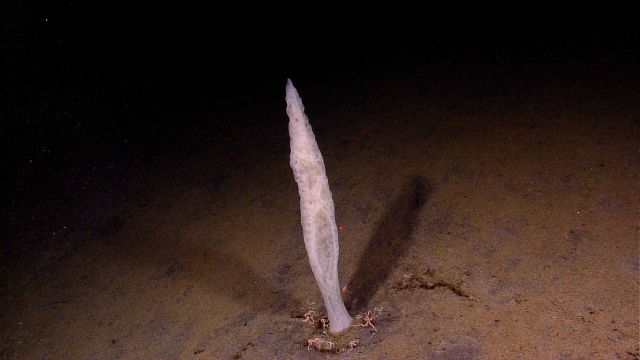 A spear-tip shaped glass sponge witha group of brittle stars about the base, but apparently none climbing the sponge. Picture