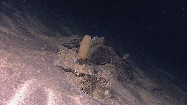 A vase sponge gwowing on a mound of material in the midst of an area of volcanic sand seafloor. Picture