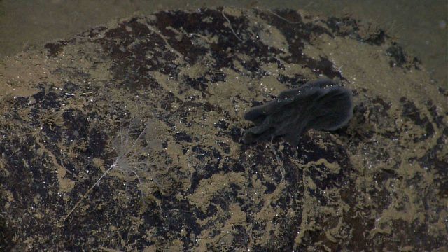 A gray amorphous sponge and a white, nearly invisible stalked sea lily crinoid on a rock . Picture