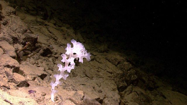 A stalked glass sponge Picture
