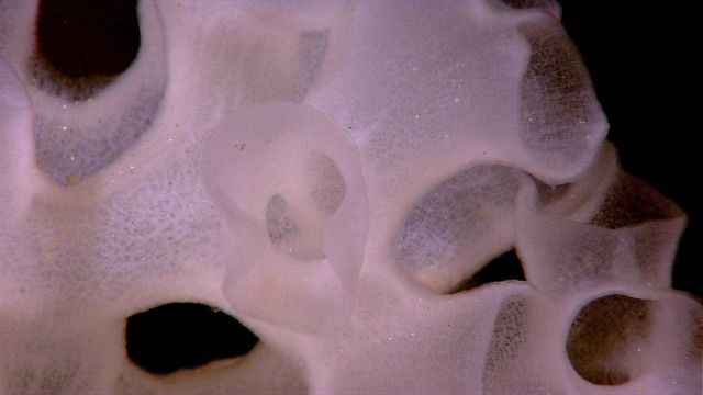 A closeup view of the texture of the glass sponge in image expl5612. Picture