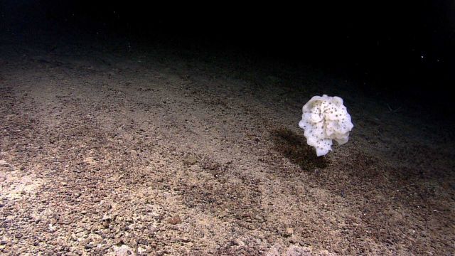 A stalked white glass sponge. Picture