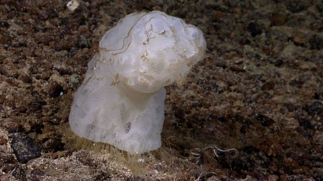 A glass sponge attached to the bottom by hair-like appendages. Picture