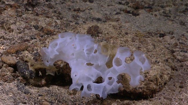 A glass sponge. Picture