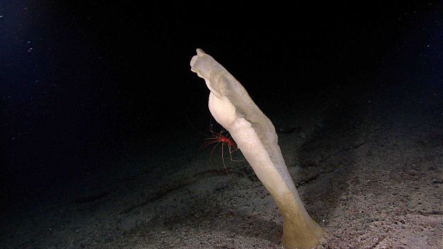 A glass sponge with a large red shrimp. Picture