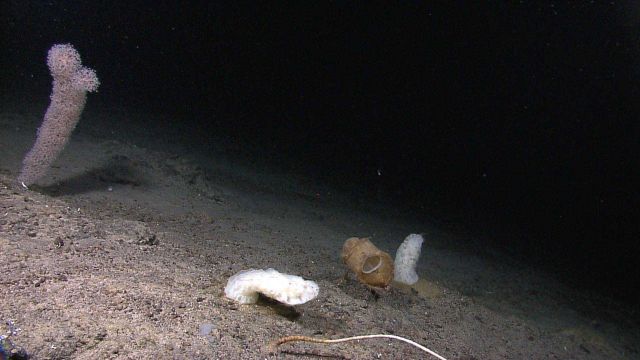 Sponges and a chrsogorgia coral to the left. Picture